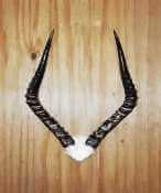 African Impala skull plate