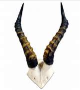African Blesbuck Horns Skull Plate