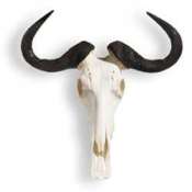 Blue Wildebeest Horn  Skull