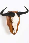 Blue Wildebeest Horn  Skull - mounted
