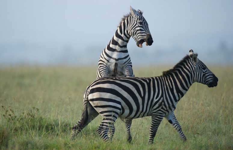Burchell Zebras