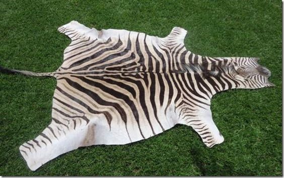 African Burchell Zebra hides / skins - A grade