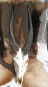 African Bushbuck Horns $ Skull
