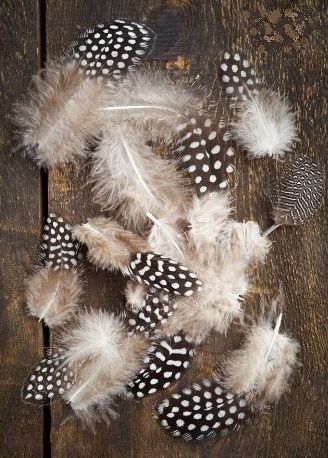 Guinea fowl feathers