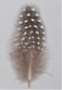Guniea fowl feathers Guniea fowl feathers