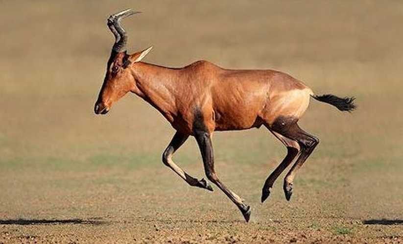 Red Hartebeest male