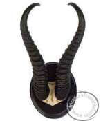 Springbok Horn Skull Plate - mounted