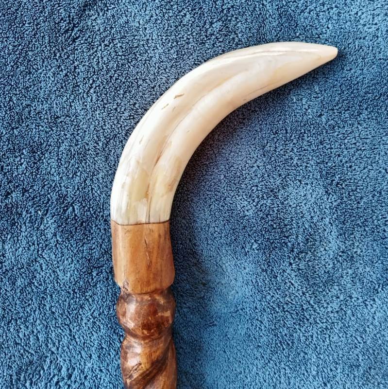 warthog tusks cane
