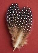 African Guinea Fowl Feathers
