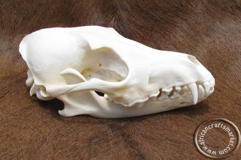 African Black Back Jackal skull