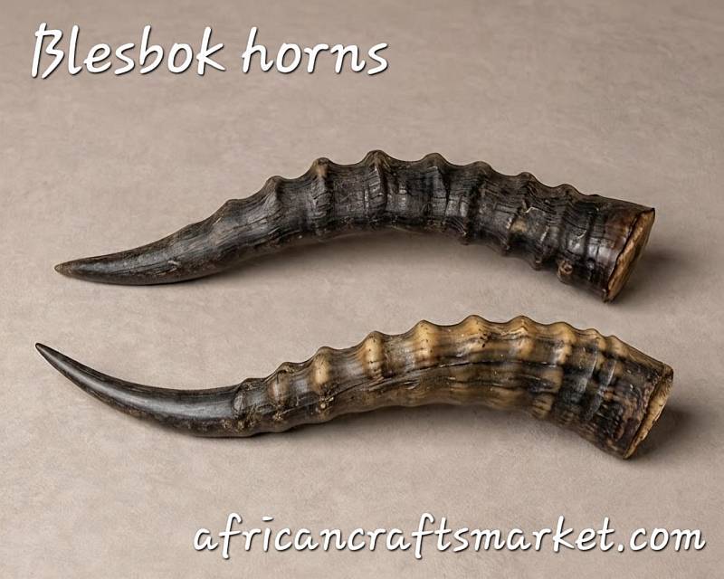 thumbnail image 2 of Genuine Blesbok Horn - African Antelope Taxidermy Specimen - Approx. 14 Inches 2 of 6
