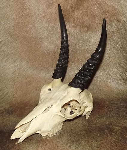 Male Grey Duiker skull
