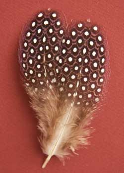 Guinea Fowl feathers