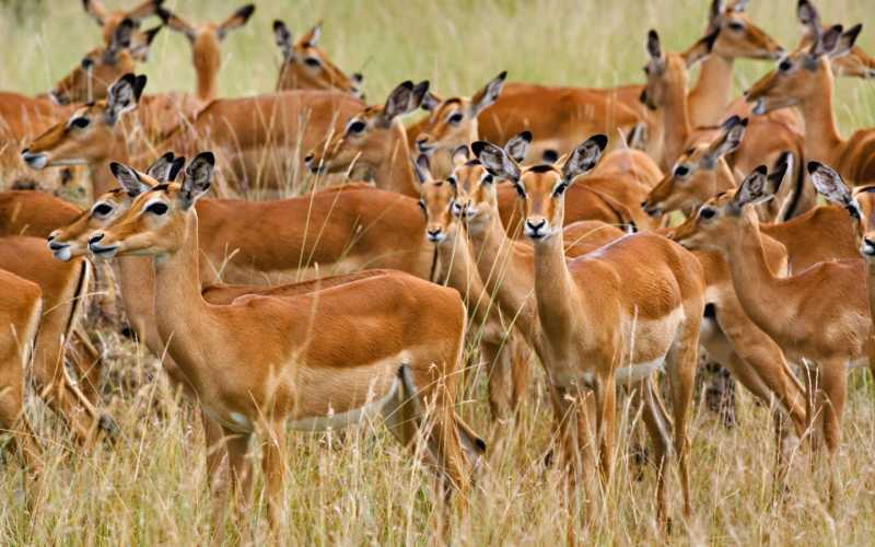 African Impala herd