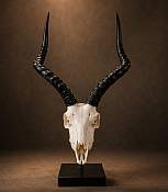 Impala skull African Impala Skull Horns