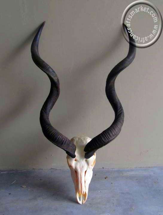 African Kudu skull and horns