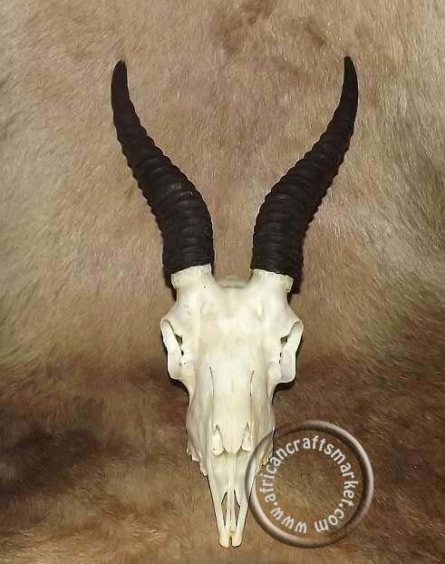 Springbok skull  horns