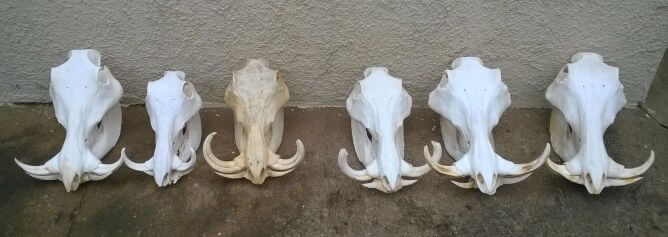 African warthog skulls