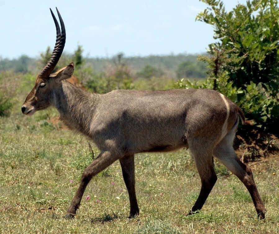 African Waterbuck Deer
