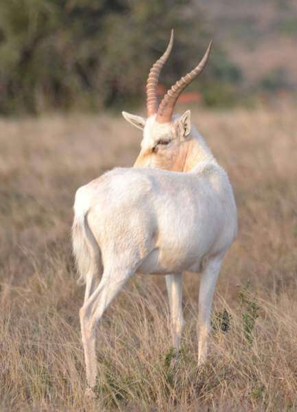African white Blesbok