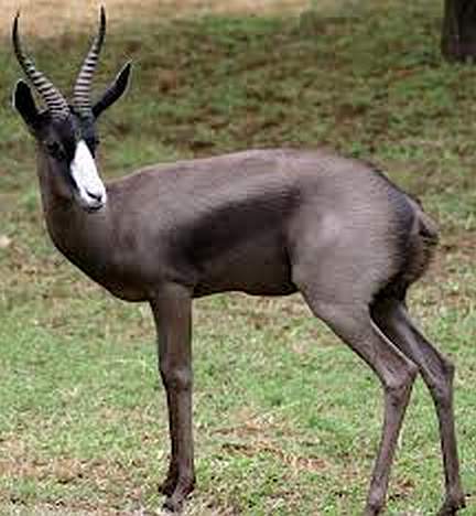 Black springbok