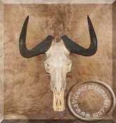 Black Wildebeest Horn  Skull