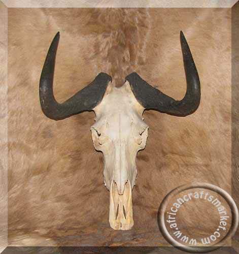 African Black Wildebeest skull 