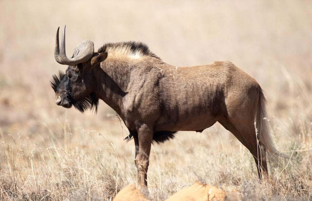 Black wildebeest