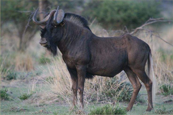 Black Wildebeest Black Wildebeest
