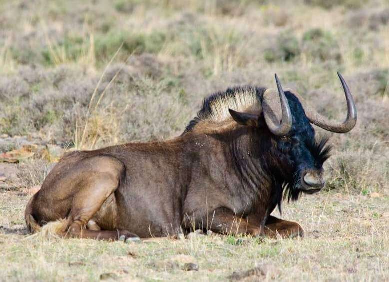 Black wldebeest with calf