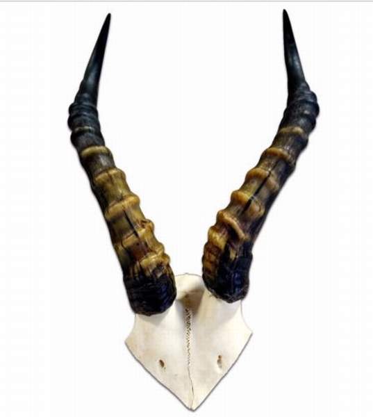 African Blesbuck horn skull plate