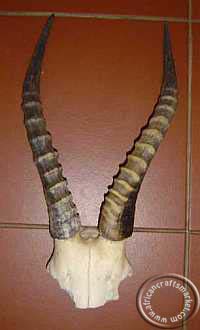 African Blesbok skull plate