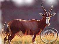 thumbnail image 2 of Genuine Blesbok Horn - African Antelope Taxidermy Specimen - Approx. 14 Inches 2 of 6
