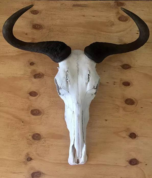 Blue Wildebeest skull African Blue Wildebeest skull