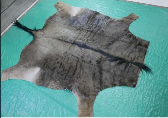 Blue wildebeest hide