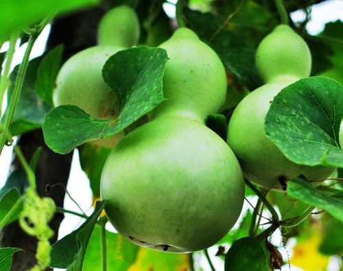 Calabash fruit