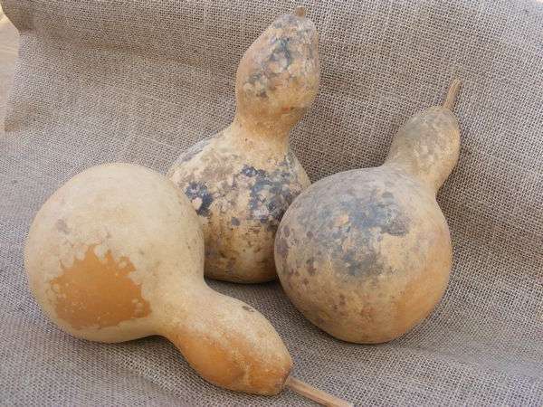 Calabash gourds