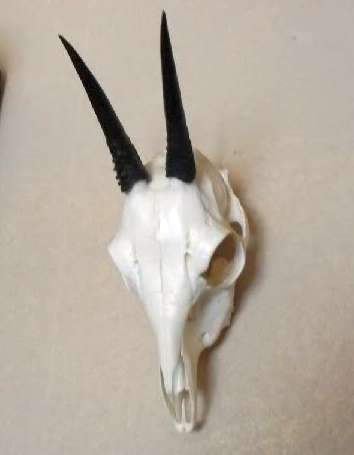 African Duiker skull
