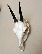 African Duiker Horns  Skull