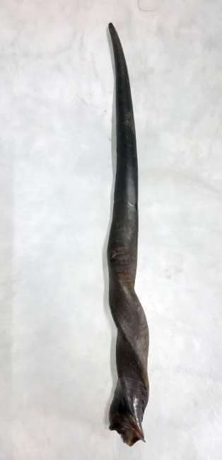 Female Eland horn