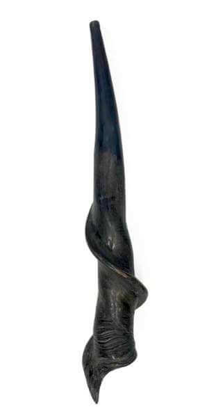 Male Eland horn