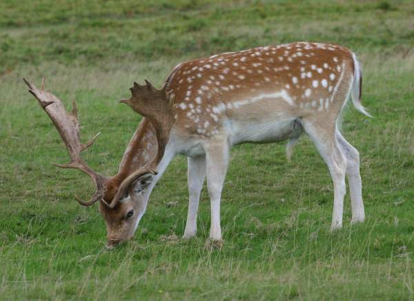 African Fallow Deer
