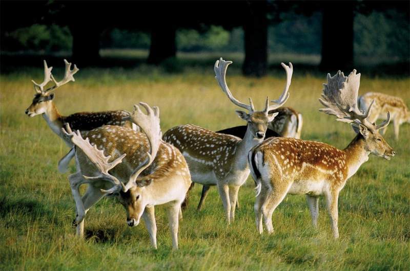 African Fallow deer