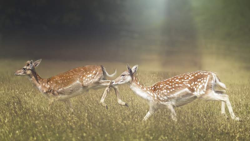 African Fallow Deer