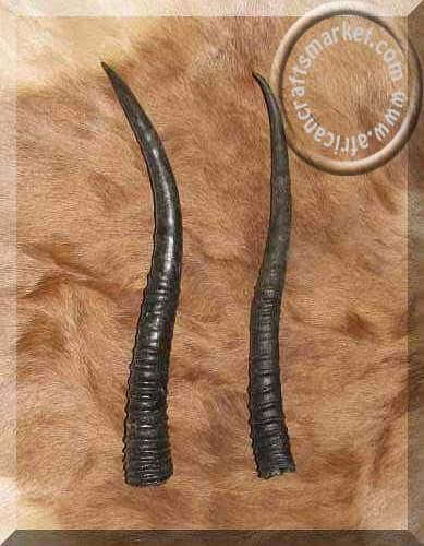 African female Springbok horns