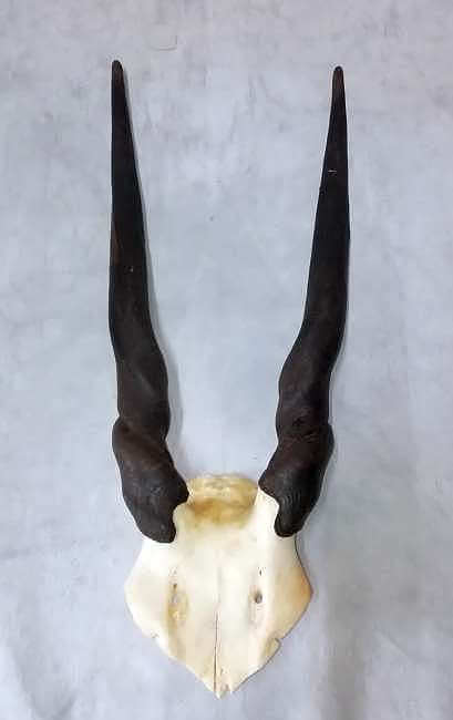 Eland skull plate - female