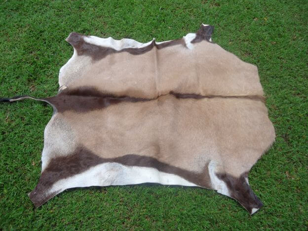 Natural Large Gemsbok Skin Rug Size 5' X 4' African Antelope Gemsbok 34