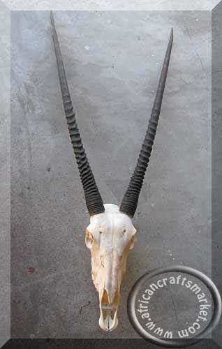 African Gemsbok skull