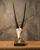 Gemsbok skull African Gemsbok Horns Skull