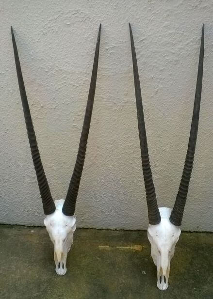 Gemsbok Horns For Sale